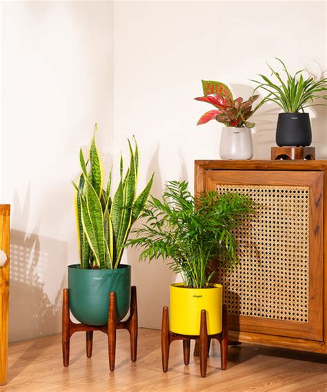 Chamaedorea Palm with Metal Self Watering Pot – Kyari.co