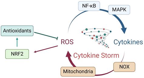 Is Nuclear Factor Erythroid 2-Related Factor 2 a Target for the ...