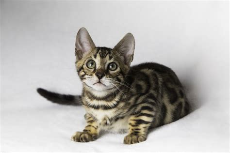 Bengal Cat Mix Characteristics