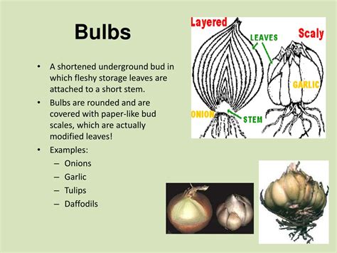 PPT - Plant Morphology: Root and Stem Structures PowerPoint ...