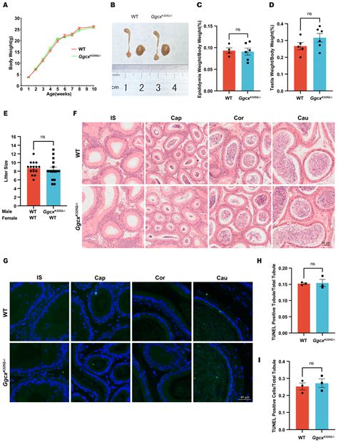 The GgcxK325Q Mutation Does Not Affect the Calcium Homeostasis of the ...