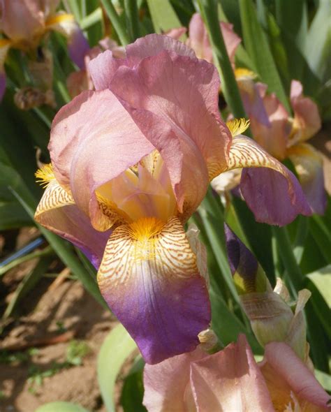 World of Irises: Grace Sturtevant - The Grand Lady of American Iris Culture