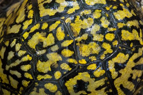 Image result for Sea Turtle Shell