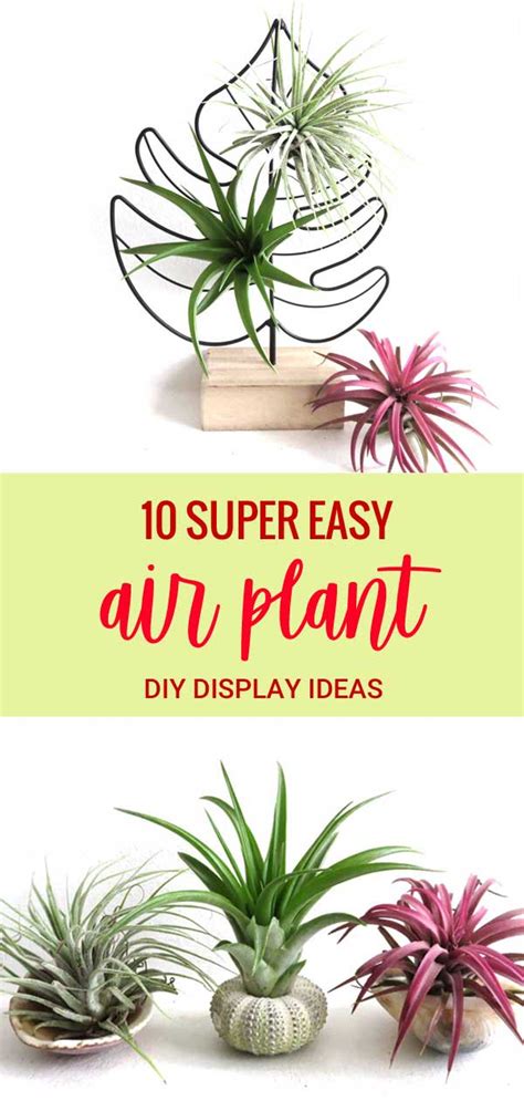 Air Plant Display Ideas 的图像结果