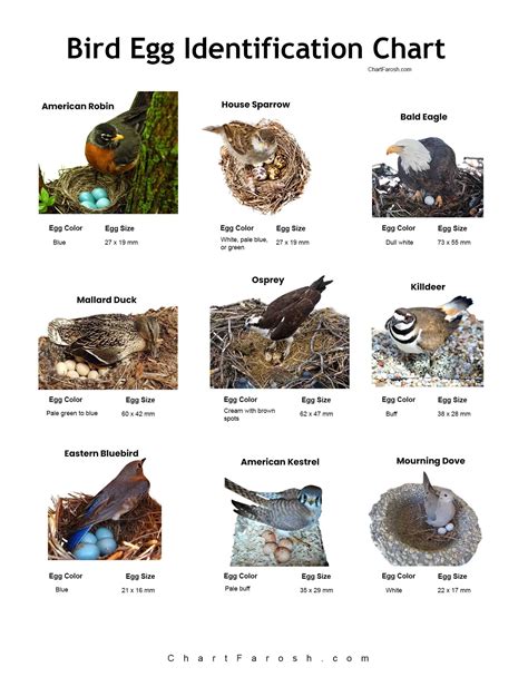 Bird Egg Identification Chart | Type, Size & Regional Birds