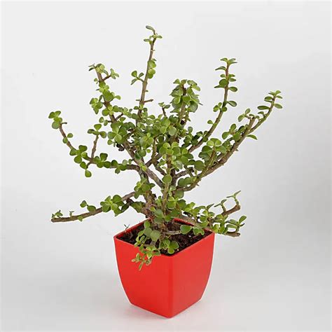 Jade Plant in Red pot — Plan A Plant
