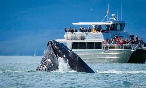 The Humpback Whale Explained - Juneau Whale Watching Tours and Excursions - Juneau, AK
