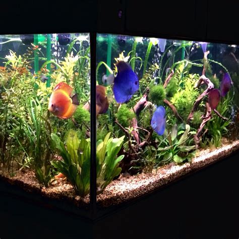 Rezultat imagine pentru Discus Tank Setup