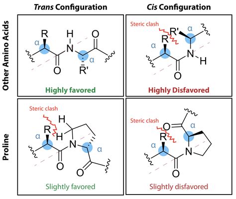 cis-trans Isomerization of Peptoid Amide Bonds | Jawaharlal Nehru ...