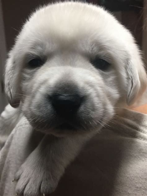 Common White Lab Puppy Questions Answered - White English Labrador Puppies!