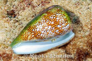 Image result for Conus Textile Shell