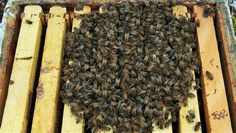 The Winter Honeybee — Honeysucklenectary