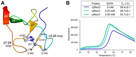 Crystal Structure of the Recombination Mediator Protein RecO from ...