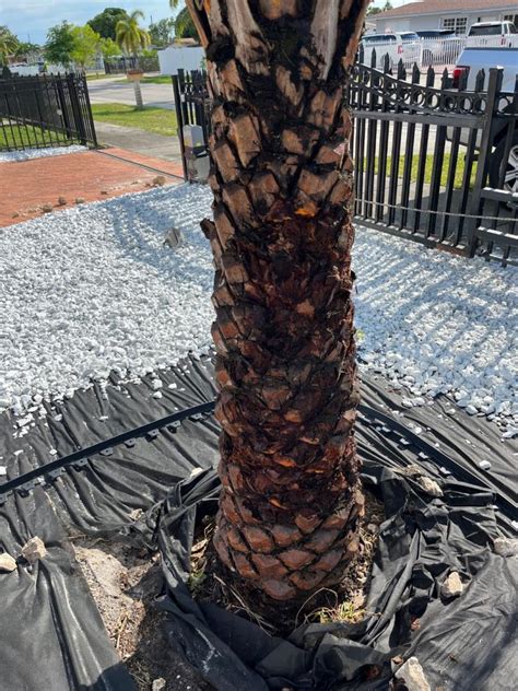 Image result for Date Palm Tree Trunk Rot