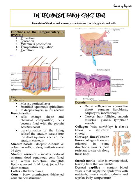 SOLUTION: Anatomy Integumentary System Notes - Studypool