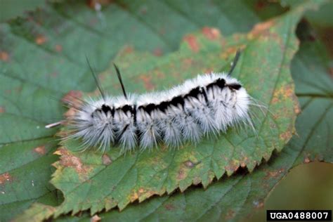 hickory tussock moth (Lophocampa caryae Harris, 1841)