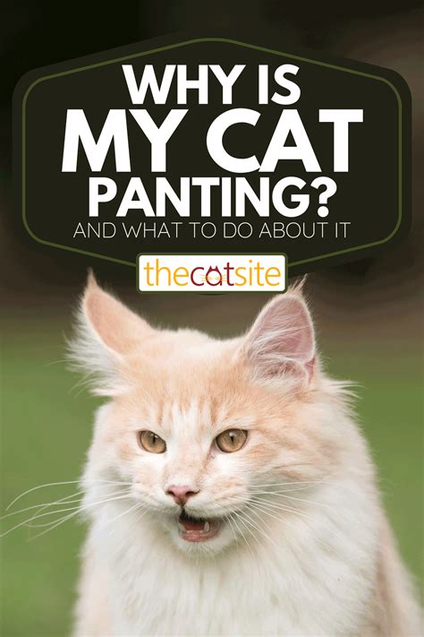 Image result for How to Help a Panting Cat