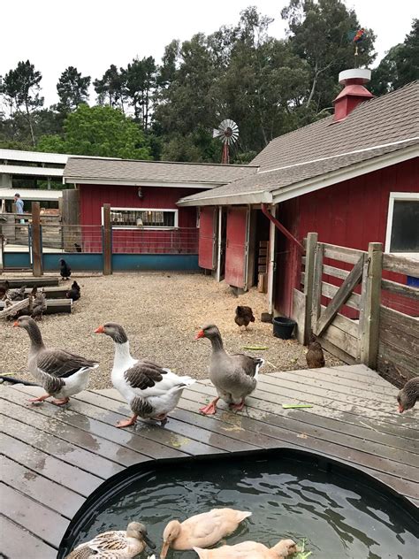 Bay Area Petting Zoos + Farms — Bay Area Moms | Backyard farming, Farm ...