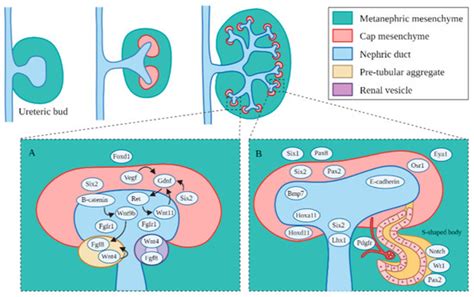 Current Epigenetic Insights in Kidney Development