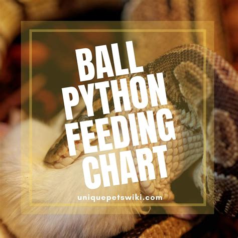 Image result for Ball Python Feeding Schedule