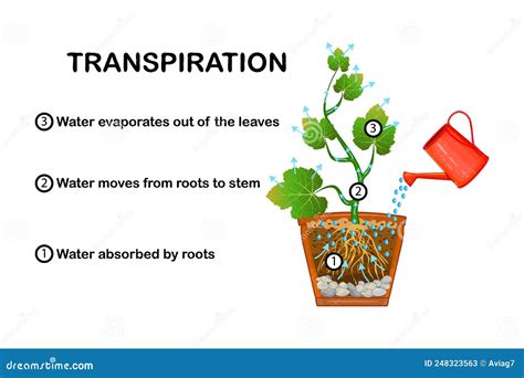 Transpiration Stages In Plants. Diagram Showing Transpiration In Plant. Cartoon Vector ...