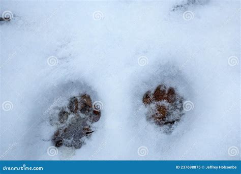 Tracks of a Bobcat in the Snow in Granby, Connecticut Stock Image ...