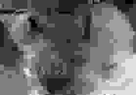 Low-Cost Spay/Neuter - Prevent A Litter Veterinary Hospital