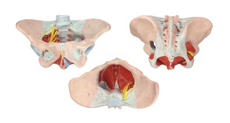 ZX | Female Pelvis Model Deluxe | 64 features marked | PVC | Life Size ...