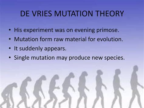 Mutation Evolution Examples 的图像结果