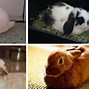 Image result for baby rabbit sleeping with mom