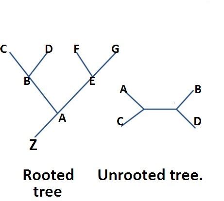 Difference between rooted and unrooted phylogenetic tree - Brainly.in
