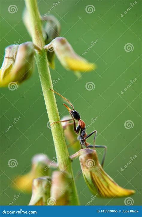 Jack Jumper Ant Myrmecia Pilosula Stock Image - Image of hunting, macro ...
