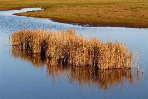 Image result for Native Reserve