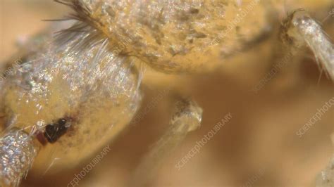 Image result for Springtail Identification