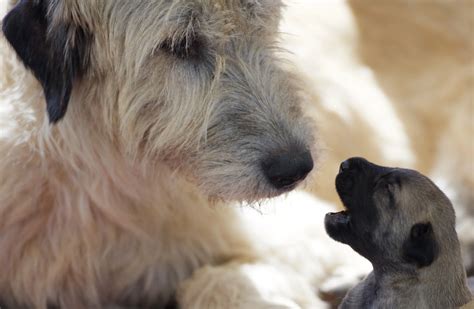 Puppy Info — Bonaforte Irish Wolfhounds