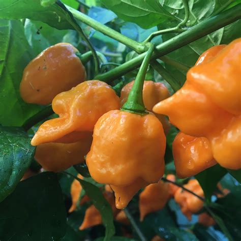 Orange Trinidad Scorpion Pepper Seeds | Tyler Farms
