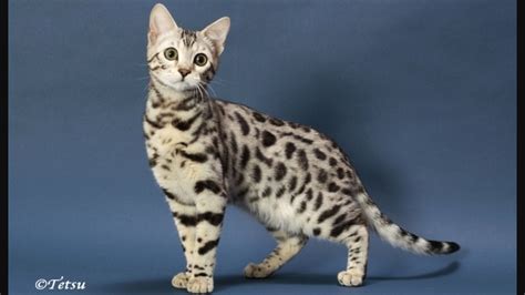 Cat breeds arabian mau cat characteristics and personality – Artofit