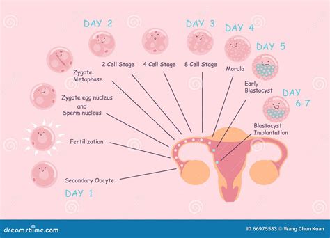 Process Of Pregnancy From 1st To 9th Months. Fetal Development. Baby Growth Inside Womb. Vector ...