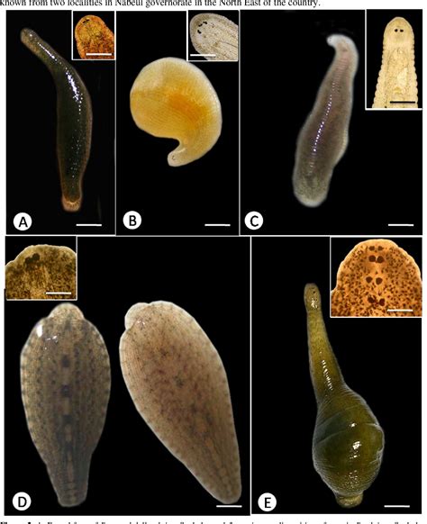 Figure 2 from CHECKLIST AND DISTRIBUTION OF MARINE AND FRESHWATER ...