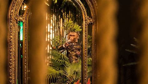 THE WILD MONKEY (2026) All You Need to Know BEFORE You Go (with Photos ...