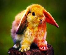 Image result for Sightings of the Easter Bunny