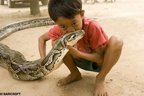 柬埔寨男孩和蟒蛇成为好朋友(组图)_科学探索_科技时代_新浪网