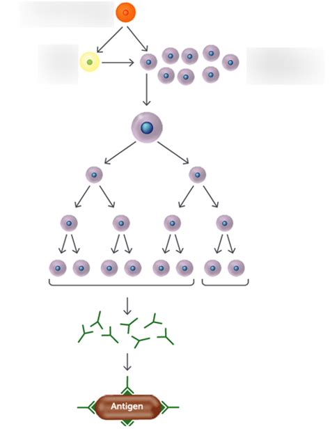 third line of defence Diagram | Quizlet