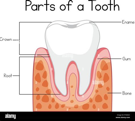 Parts of a Tooth Diagram illustration Stock Vector Image & Art - Alamy