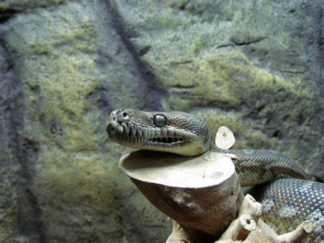 Image result for Centralian Python