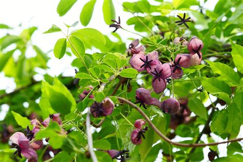 Top 6 Perennial Flowering Vines