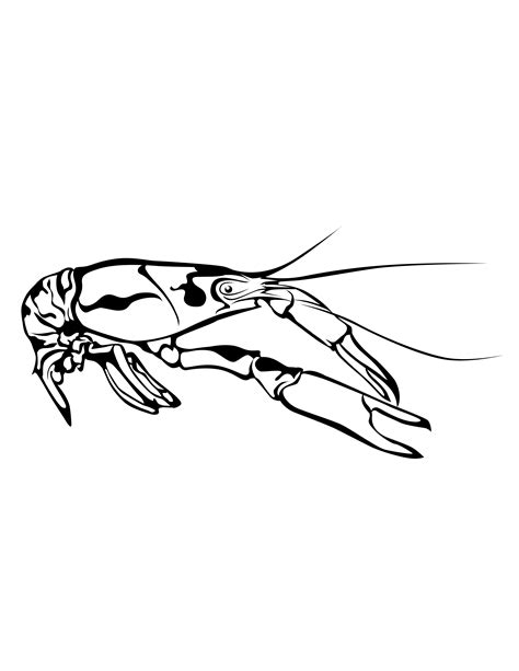 Crawfish Clip Art Black And White 356 Crawfish Clipart Royalty Free