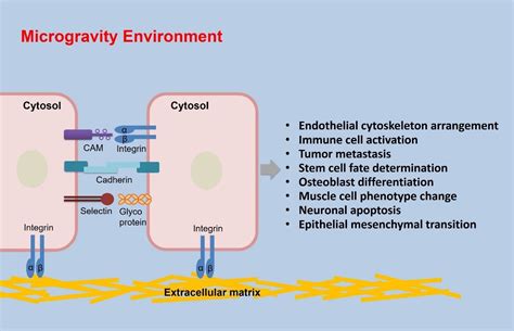 The Impact of Spaceflight and Simulated Microgravity on Cell Adhesion