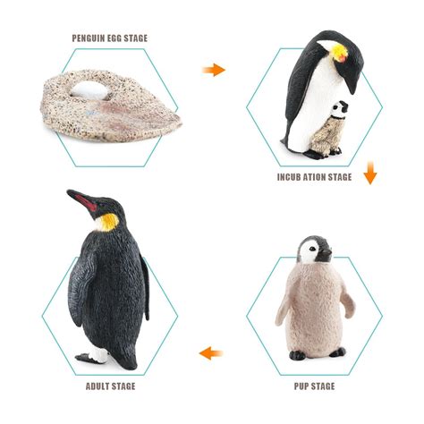 19 Penguin Life Cycle Facts - Facts.net