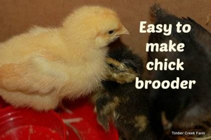 Image result for Making a Chick Brooder